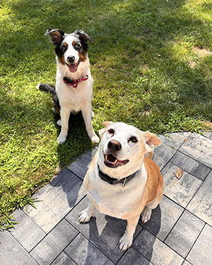 Nicole-Wilhelmi-dog